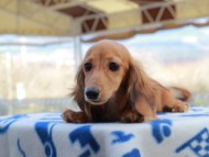 Kaninchen_Dachshund807 Kaninchen_Dachshund807