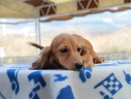 Kaninchen_Dachshund809