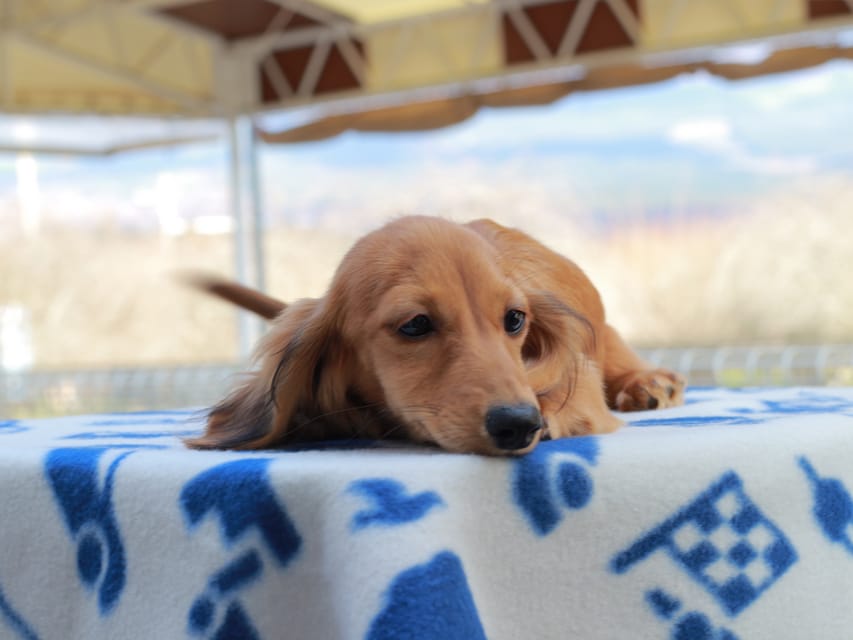 カニンヘンダックスフンド バルーン & スパーキの子犬 レッド 女の子Kaninchen_Dachshund809 カニンヘンダックスフンド バルーン & スパーキの子犬 レッド 女の子