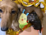 Kaninchen_Dachshund8