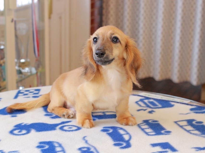 カニンヘンダックスフンド カメオ ＆ ボノの子犬 レッド 男の子