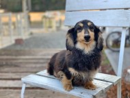 Kaninchen_Dachshund81