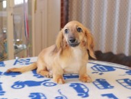 Kaninchen_Dachshund813 Kaninchen_Dachshund813