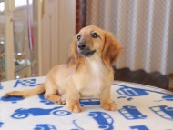 Kaninchen_Dachshund814