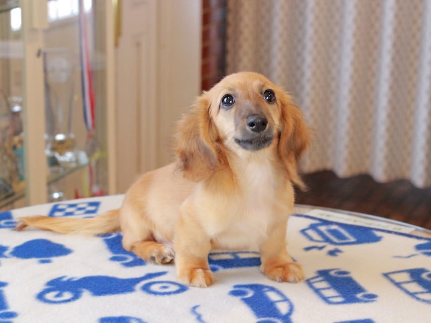 カニンヘンダックスフンド カメオ ＆ ボノの子犬 レッド 男の子