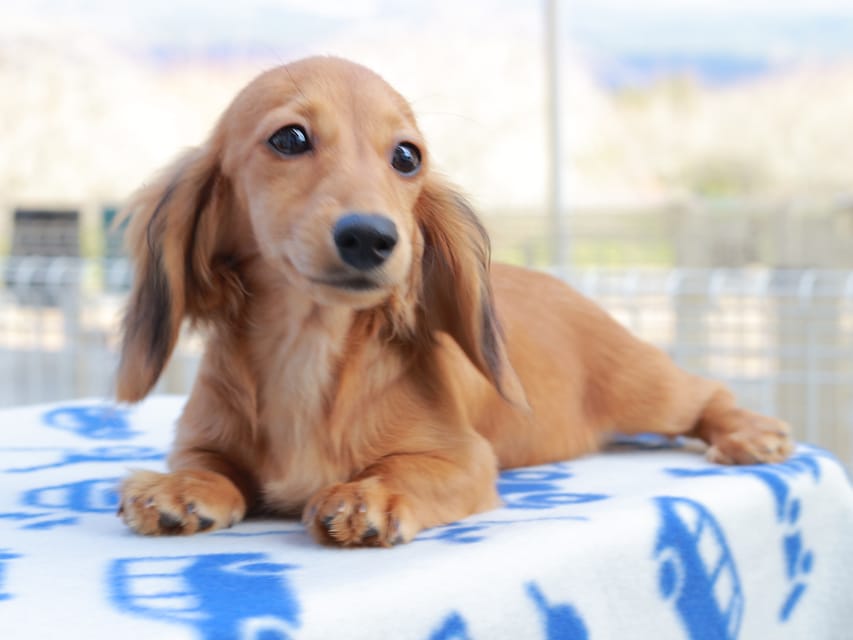 カニンヘンダックスフンド バルーン & スパーキの子犬 レッド 女の子Kaninchen_Dachshund819 カニンヘンダックスフンド バルーン & スパーキの子犬 レッド 女の子