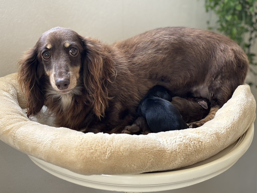 カニンヘンダックスフンド ジェシー & スルガ 8月17日子犬の出産Kaninchen_Dachshund81_0 カニンヘンダックスフンド ジェシー & スルガ 8月17日子犬の出産