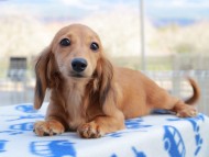 Kaninchen_Dachshund820 Kaninchen_Dachshund820