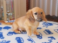 Kaninchen_Dachshund822