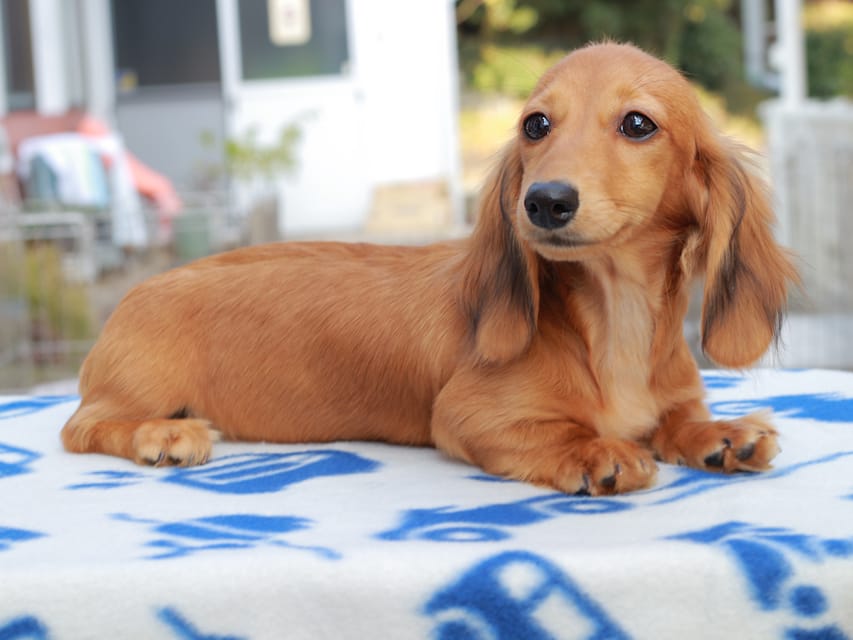 カニンヘンダックスフンド バルーン & スパーキの子犬 レッド 女の子Kaninchen_Dachshund825 カニンヘンダックスフンド バルーン & スパーキの子犬 レッド 女の子