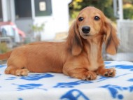 Kaninchen_Dachshund826 Kaninchen_Dachshund826