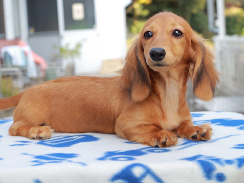 カニンヘンダックスフンド バルーン & スパーキの子犬 レッド 女の子Kaninchen_Dachshund826 カニンヘンダックスフンド バルーン & スパーキの子犬 レッド 女の子