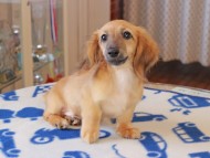 Kaninchen_Dachshund826