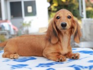 Kaninchen_Dachshund827 Kaninchen_Dachshund827