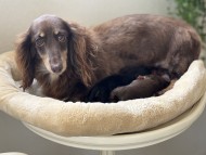 Kaninchen_Dachshund82_0 Kaninchen_Dachshund82_0