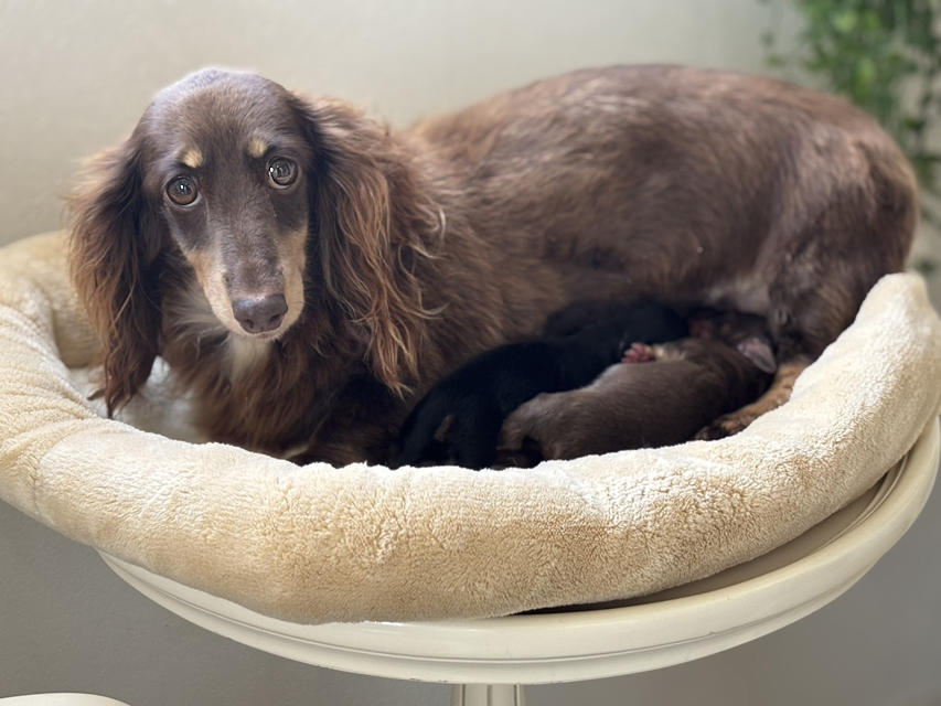 カニンヘンダックスフンド ジェシー & スルガ 8月17日子犬の出産Kaninchen_Dachshund82_0 カニンヘンダックスフンド ジェシー & スルガ 8月17日子犬の出産