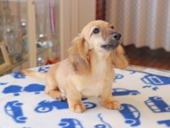 Kaninchen_Dachshund831