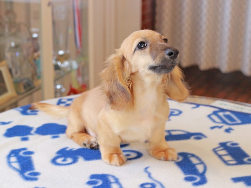 カニンヘンダックスフンド カメオ ＆ ボノの子犬 レッド 男の子