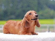 Kaninchen_Dachshund842