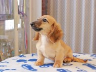 カメオ ＆ ボノの子犬 レッド 男の子 カニンヘンダックスフンド