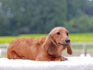 Kaninchen_Dachshund848