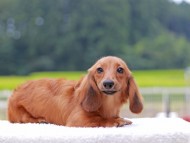 Kaninchen_Dachshund849 Kaninchen_Dachshund849