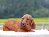 Kaninchen_Dachshund850
