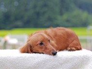 Kaninchen_Dachshund855 Kaninchen_Dachshund855
