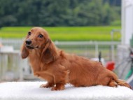 Kaninchen_Dachshund856