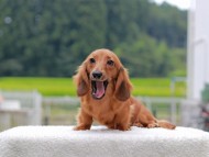 Kaninchen_Dachshund857 Kaninchen_Dachshund857