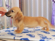 Kaninchen_Dachshund869