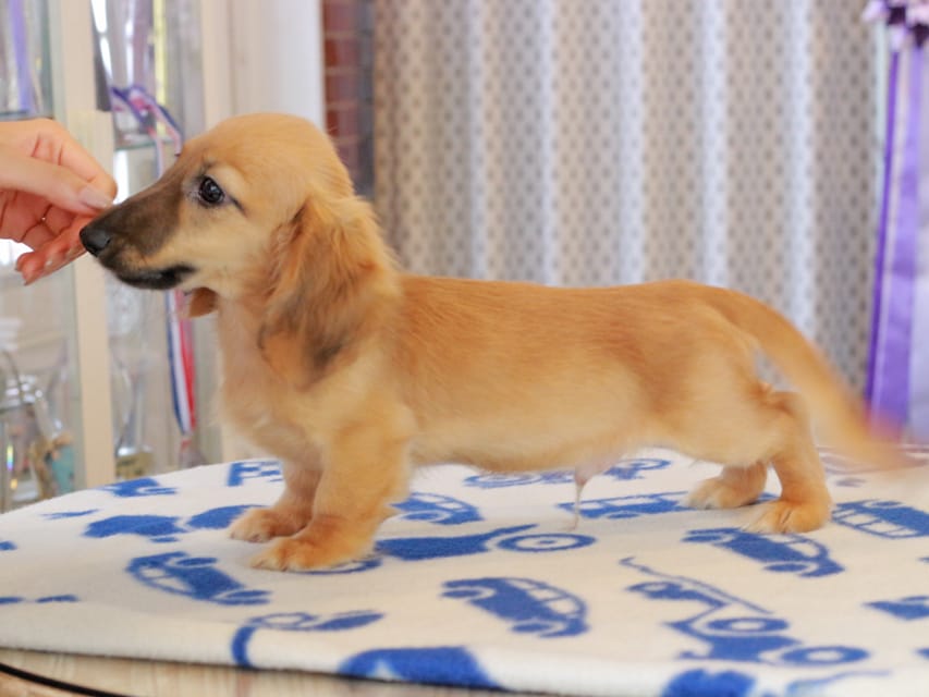 カニンヘンダックスフンド カメオ ＆ ボノの子犬 レッド 男の子