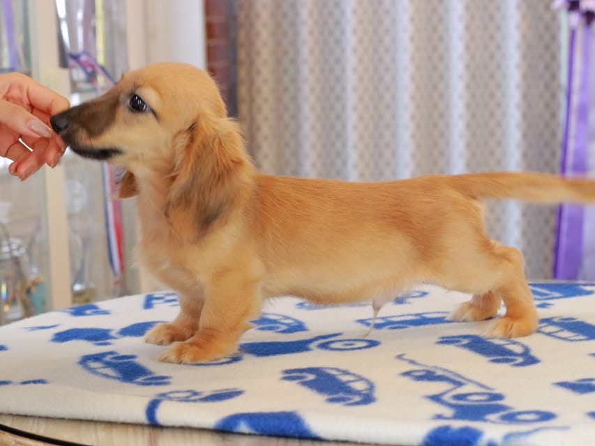 カニンヘンダックスフンド カメオ ＆ ボノの子犬 レッド 男の子