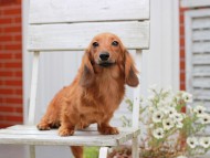 Kaninchen_Dachshund879