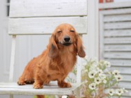 Kaninchen_Dachshund880