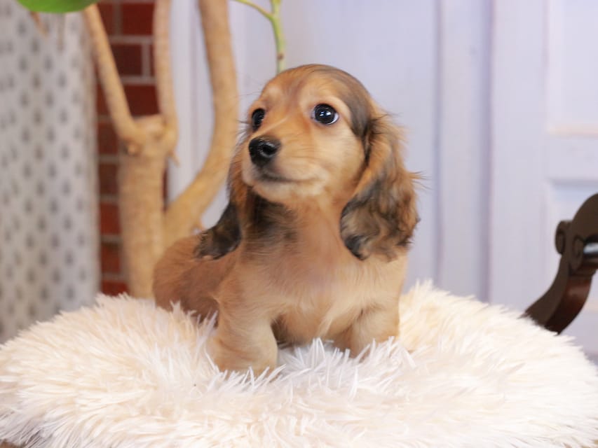 カニンヘンダックスフンド フルーティ ＆ ジルベールの子犬 レディッシュイエロー