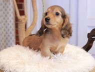 Kaninchen_Dachshund887 Kaninchen_Dachshund887