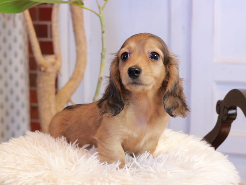 カニンヘンダックスフンド フルーティ ＆ ジルベールの子犬 レディッシュイエロー