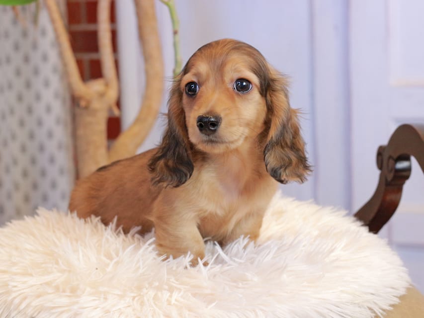 カニンヘンダックスフンド フルーティ ＆ ジルベールの子犬 レディッシュイエロー