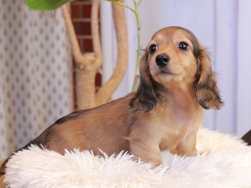 カニンヘンダックスフンド フルーティ ＆ ジルベールの子犬 レディッシュイエロー