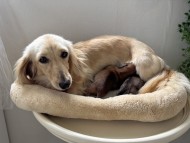 Kaninchen_Dachshund8_0 Kaninchen_Dachshund8_0