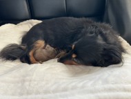 Kaninchen_Dachshund8_0 Kaninchen_Dachshund8_0