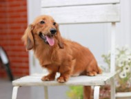 Kaninchen_Dachshund901