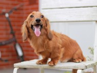 Kaninchen_Dachshund902