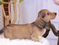 Kaninchen_Dachshund905 Kaninchen_Dachshund905