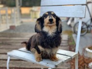 Kaninchen_Dachshund91