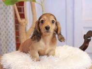 Kaninchen_Dachshund920 Kaninchen_Dachshund920