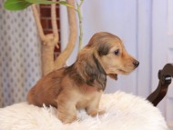 Kaninchen_Dachshund923 Kaninchen_Dachshund923