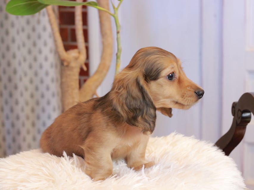 カニンヘンダックスフンド フルーティ ＆ ジルベールの子犬 レディッシュイエロー