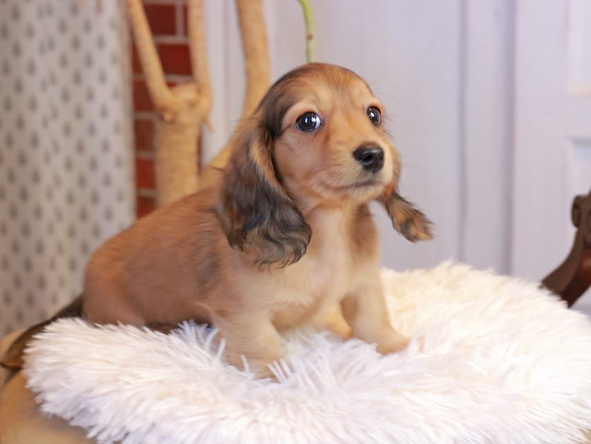 カニンヘンダックスフンド フルーティ ＆ ジルベールの子犬 レディッシュイエロー